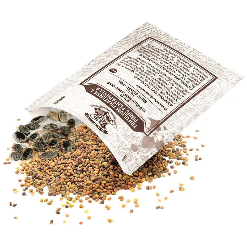 Clementoni Hagrids Hut Terrarium l Baby City UK Stockist